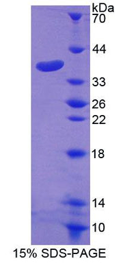 Figure 1. SDS-PAGE