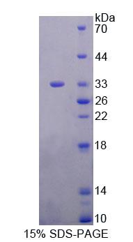 Figure 1. SDS-PAGE