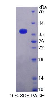 Figure 1. SDS-PAGE