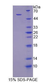 Figure 1. SDS-PAGE