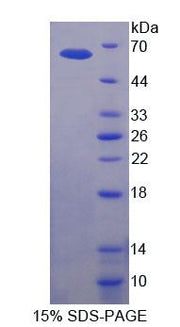 Figure 1. SDS-PAGE