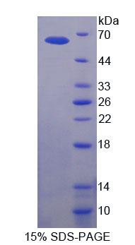 Figure 1. SDS-PAGE