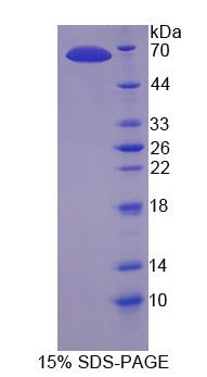 Figure 1. SDS-PAGE