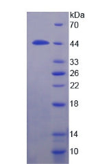 Figure 2. SDS-PAGE