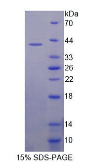 Figure 1. SDS-PAGE