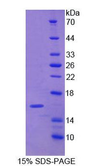 Figure 1. SDS-PAGE