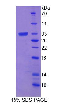 Figure 1. SDS-PAGE