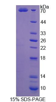 Figure 1. SDS-PAGE