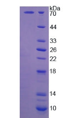 Figure 2. SDS-PAGE