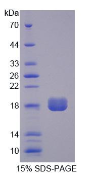 Figure 1. SDS-PAGE