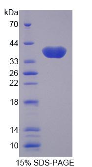 Figure 1. SDS-PAGE