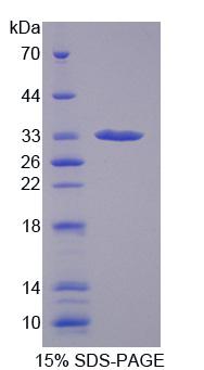 Figure 1. SDS-PAGE