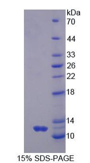 Figure 1. SDS-PAGE