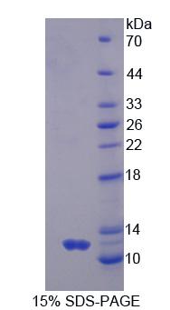 Figure 1. SDS-PAGE