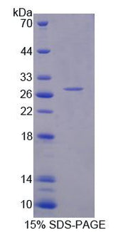 Figure 1. SDS-PAGE