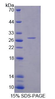 Figure 1. SDS-PAGE