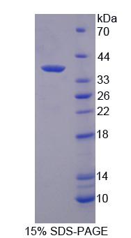 Figure 1. SDS-PAGE
