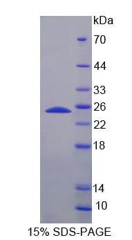 Figure 2. SDS-PAGE