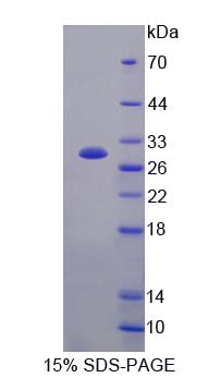 Figure 1. SDS-PAGE