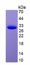 Figure 3. SDS-PAGE