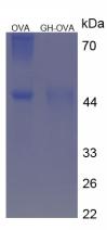OVA Conjugated Pig Growth Hormone (GH)