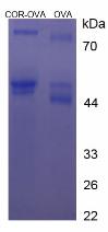 Figure 3. SDS-PAGE