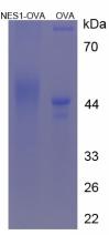 Figure 3. SDS-PAGE