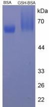 Figure 3. SDS-PAGE