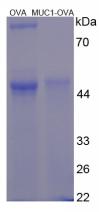OVA Conjugated Human Mucin 1 (MUC1)