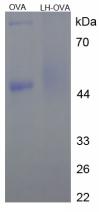 OVA Conjugated Human Luteinizing Hormone (LH)