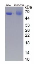 Figure 2. SDS-PAGE