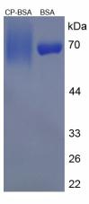 Figure 2. SDS-PAGE