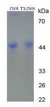 Figure 2. SDS-PAGE