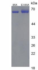 Figure 2. SDS-PAGE