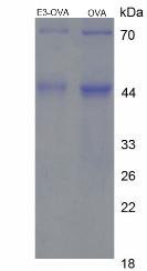 Figure 2. SDS-PAGE