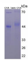 Figure 3. SDS-PAGE
