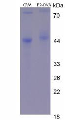 Figure 3. SDS-PAGE