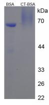 Figure 2. SDS-PAGE