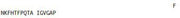 OVA Conjugated Calcitonin (CT), RPU50790