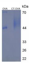 Figure 2. SDS-PAGE