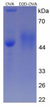 Figure 2. SDS-PAGE