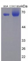 Figure 3. SDS-PAGE