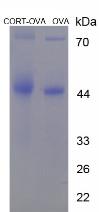 Figure 3. SDS-PAGE