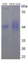 OVA Conjugated Human Procollagen I C-Terminal Propeptide (PICP)