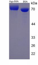 Figure 2. SDS-PAGE