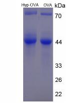 Figure 2. SDS-PAGE