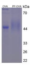 Figure 2. SDS-PAGE