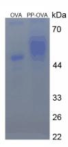 Figure 2. SDS-PAGE