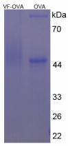 Figure 2. SDS-PAGE