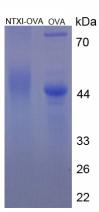 OVA Conjugated Human Cross Linked N-Telopeptide Of Type I Collagen (NTXI)